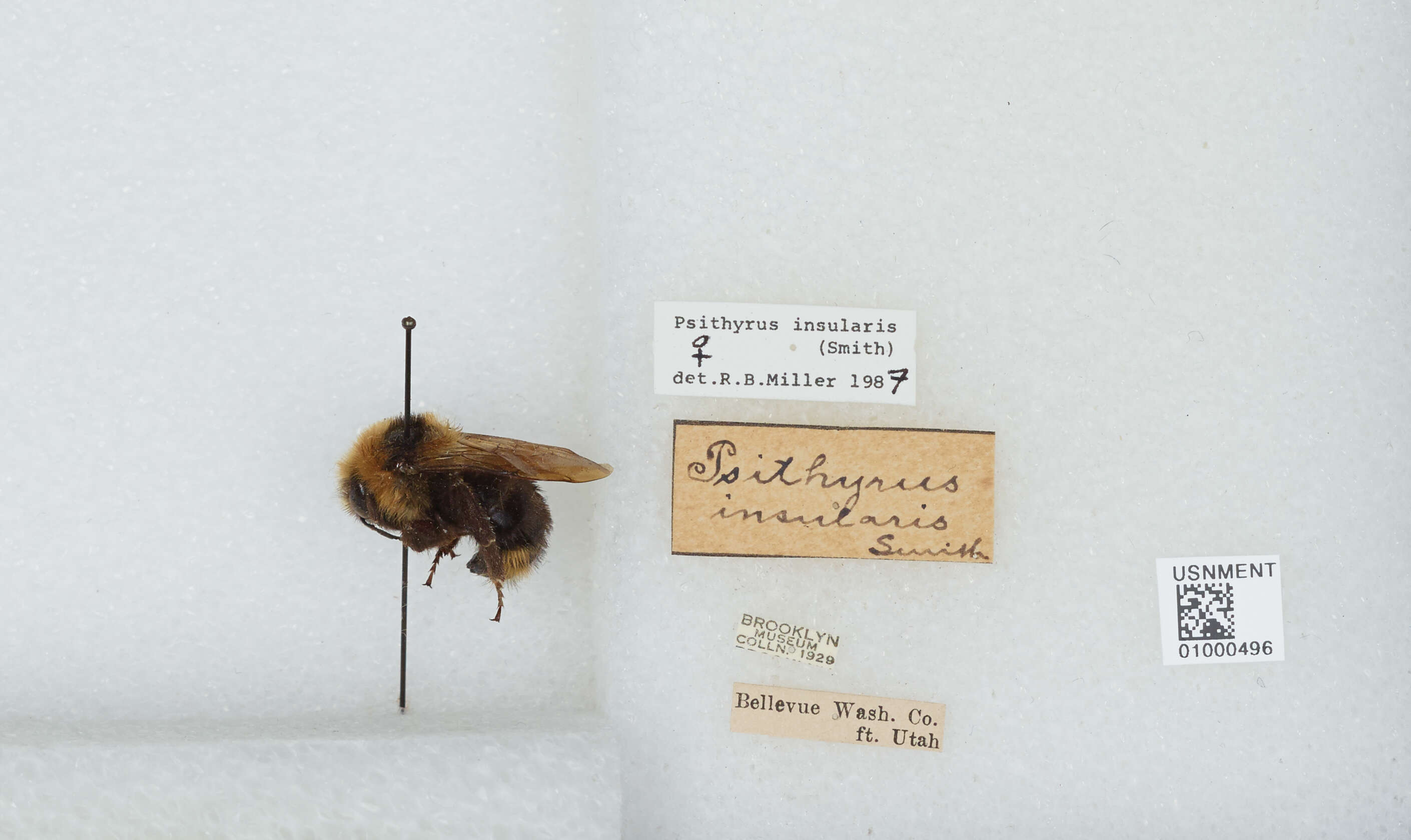 Image de Bombus insularis (Smith 1861)