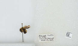 Слика од Bombus affinis Cresson 1864