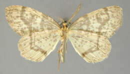 Image of <i>Ellopia irrorata</i> Schaus