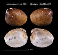 Image of Unio crapulus I. Lea 1861