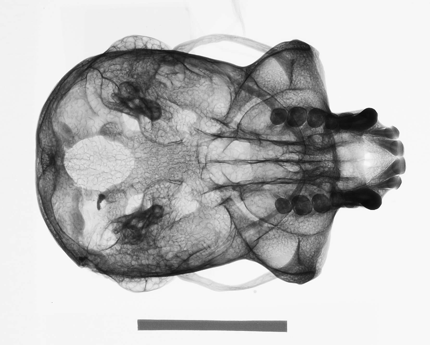 Image de Hylobates lar vestitus Miller 1942