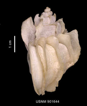 Image of Trophonella scotiana (Powell 1951)