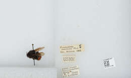 Image of Bombus coccineus Friese 1903