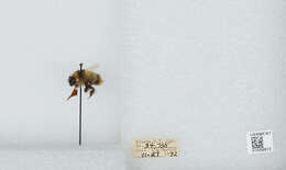 Image of Frigid Bumble Bee