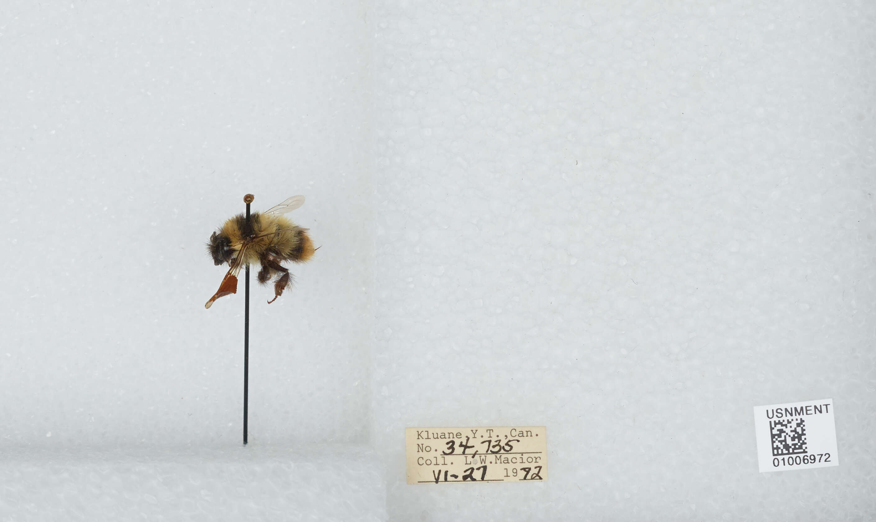 Image of Frigid Bumble Bee