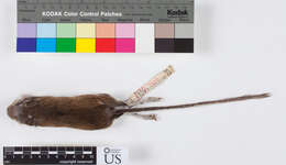 Image of Morro Bay kangaroo rat