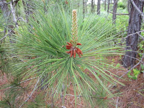 Image of Marsh Pine