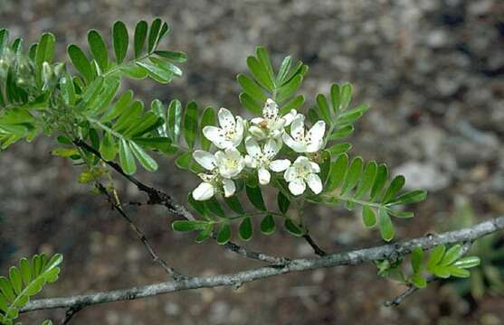 صورة Osteomeles anthyllidifolia (Sm.) Lindl.