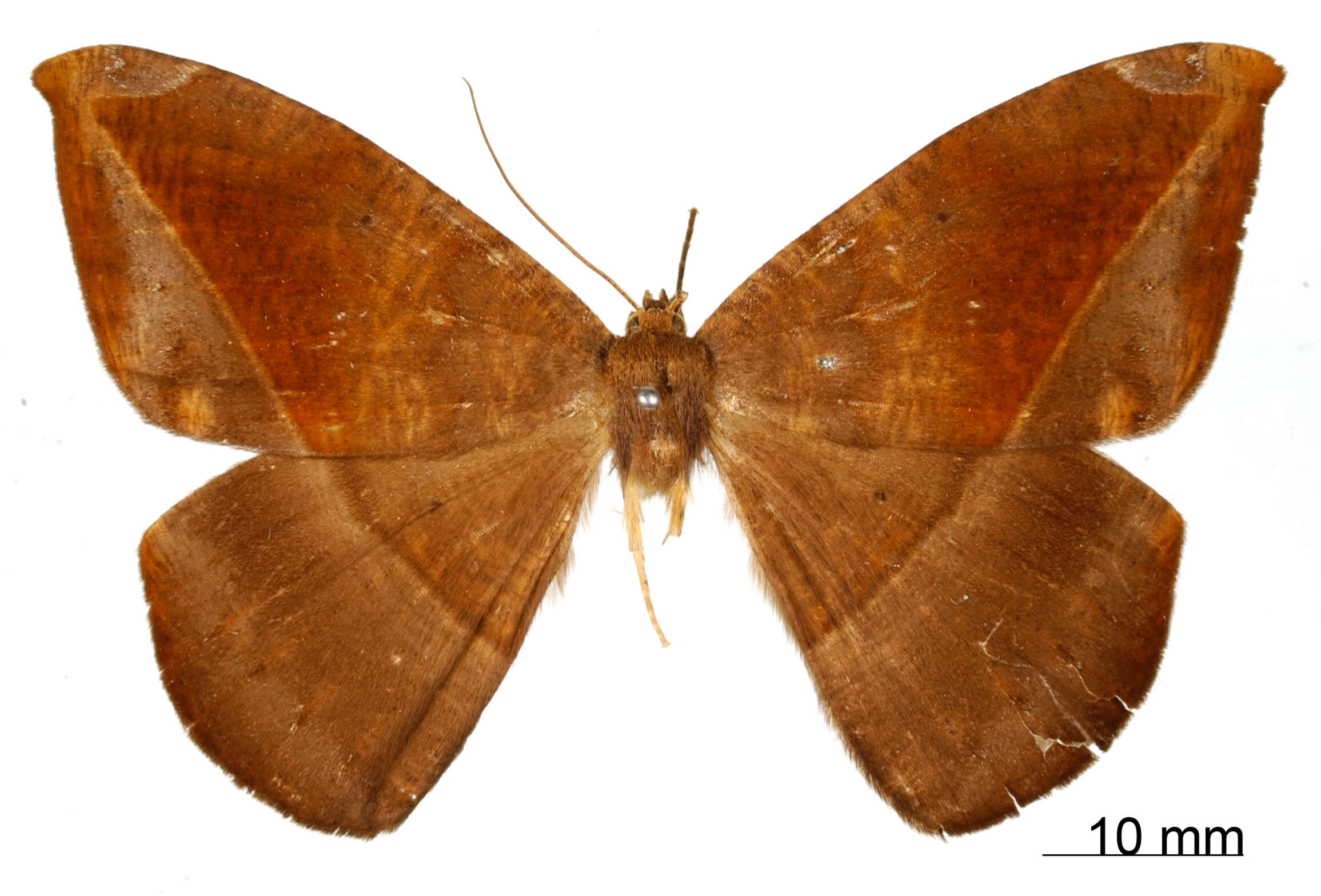 Image of Microgonia rotara Schaus 1901