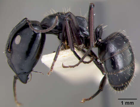 Camponotus vividus semidepilis Wheeler 1922的圖片