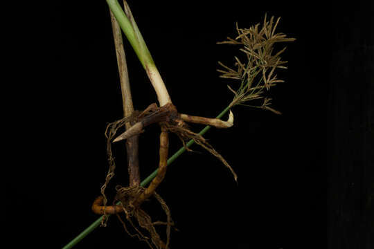 Image of Jointed Flatsedge