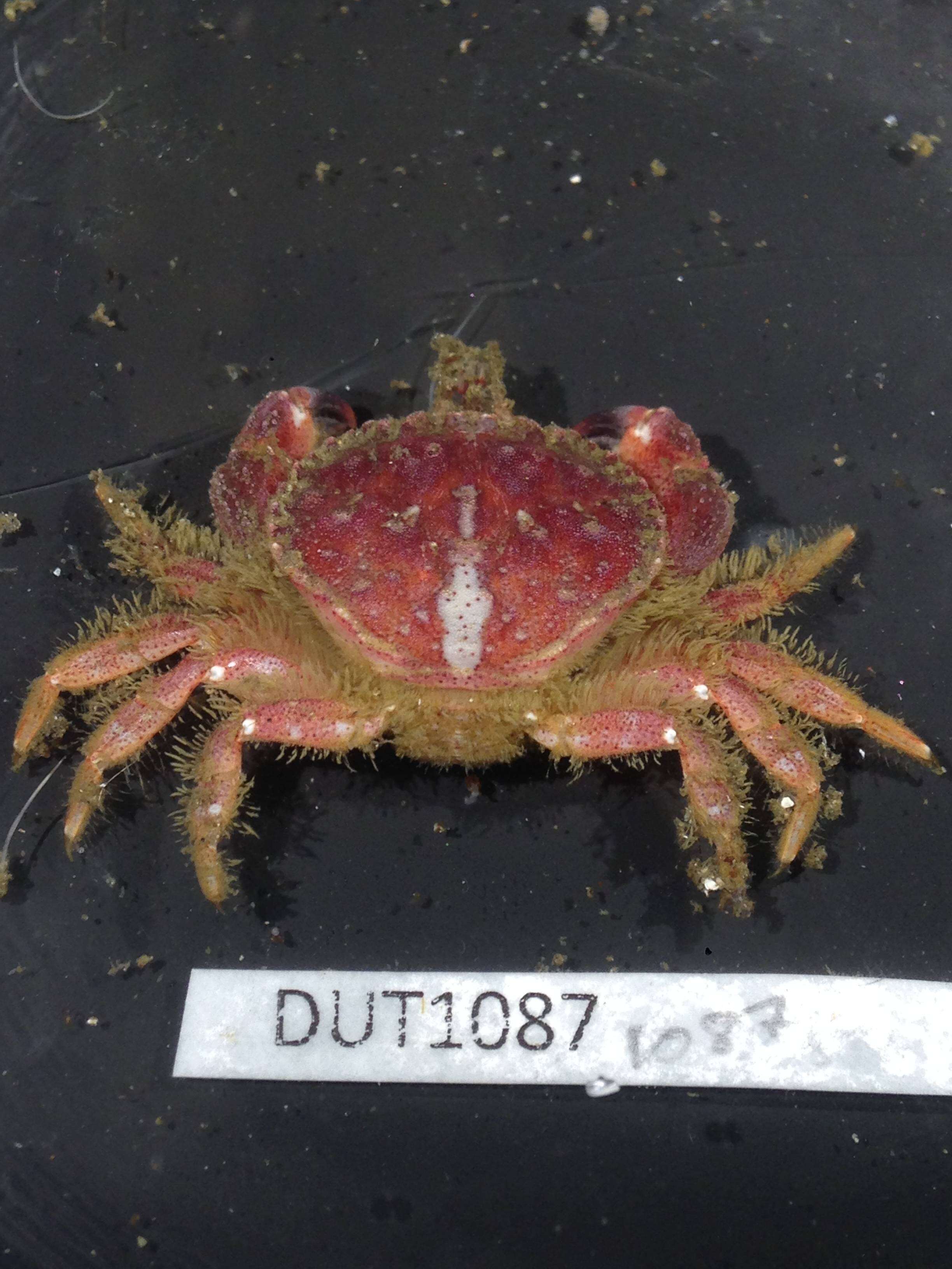 Image de Glebocarcinus oregonensis (Dana 1852)