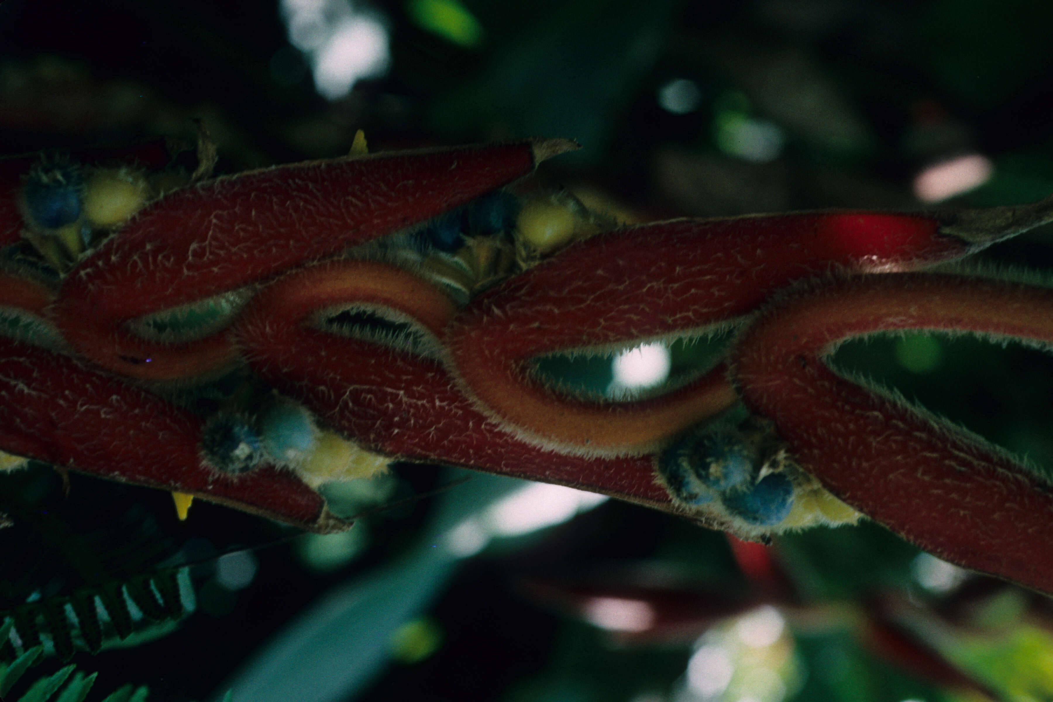 Image of Heliconia mutisiana Cuatrec.