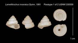 Lamellitrochus inceratus Quinn 1991的圖片