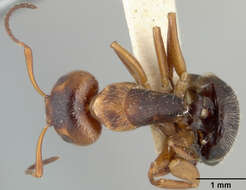 Image of Camponotus tepicanus Pergande 1896