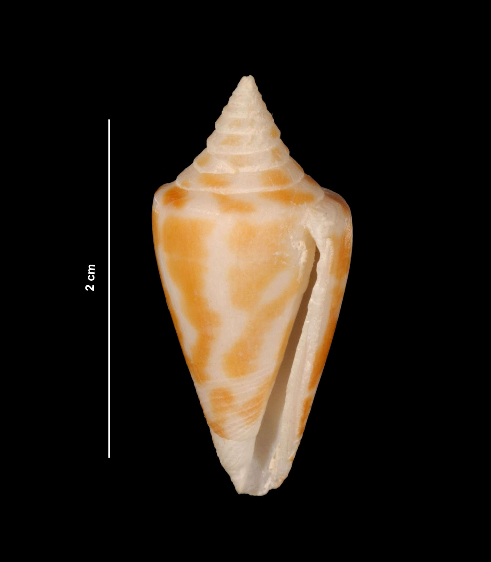 Imagem de Conus floridanus Gabb 1869