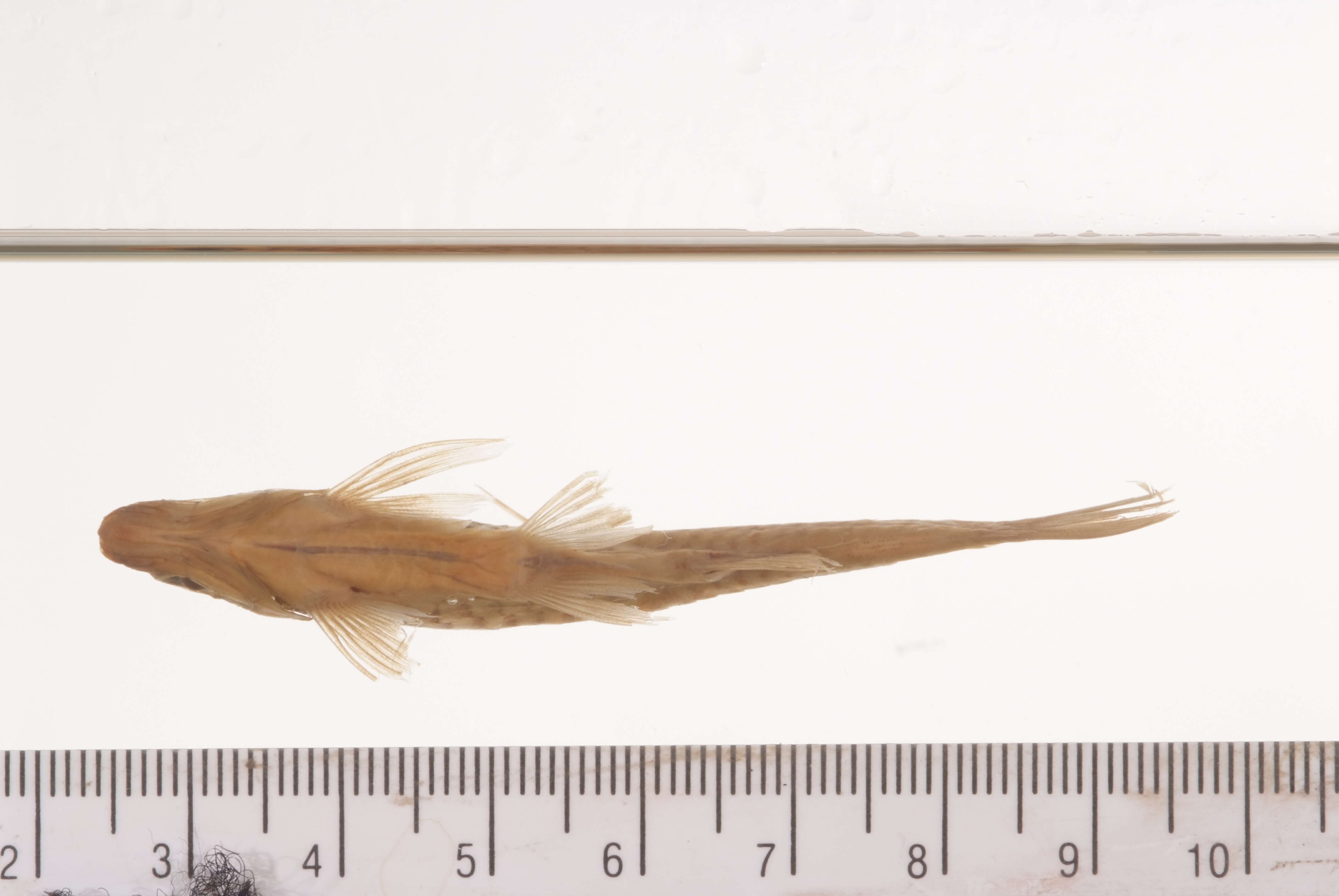 Image of Mindanao rasbora