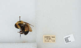 Слика од Bombus affinis Cresson 1864