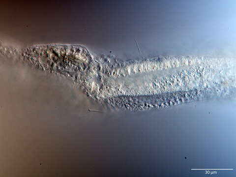 Image of Cephalodasys interinsularis Kieneke, Schmidt-Rhaesa & Hochberg 2015