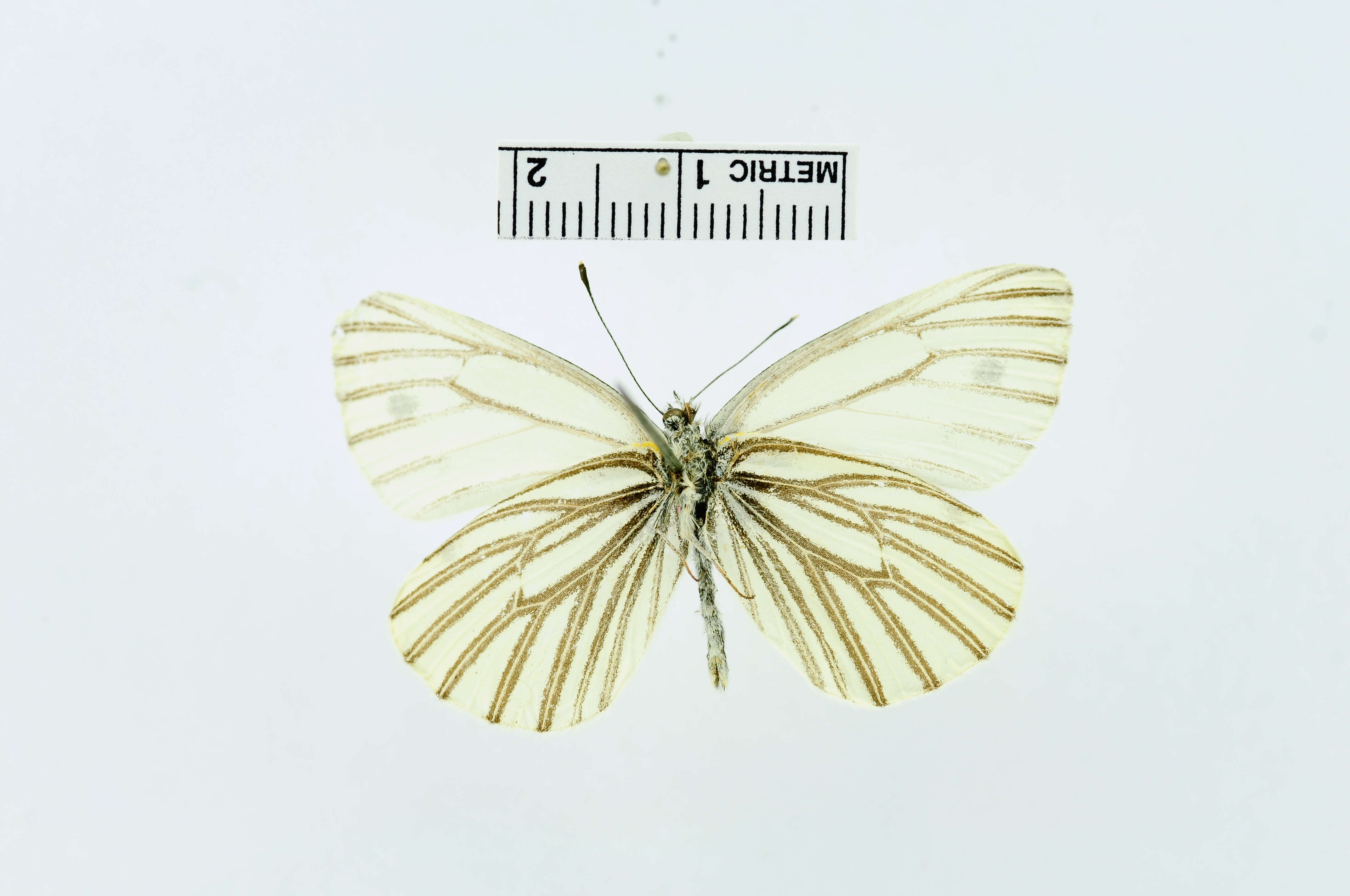 Image of Pieris Hübner 1819