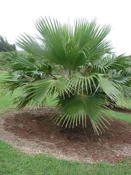 Pritchardia martii (Gaudich.) H. Wendl.的圖片