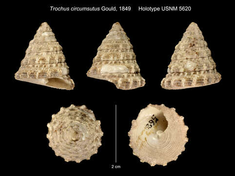 Image of <i>Trochus circumsutus</i> Gould