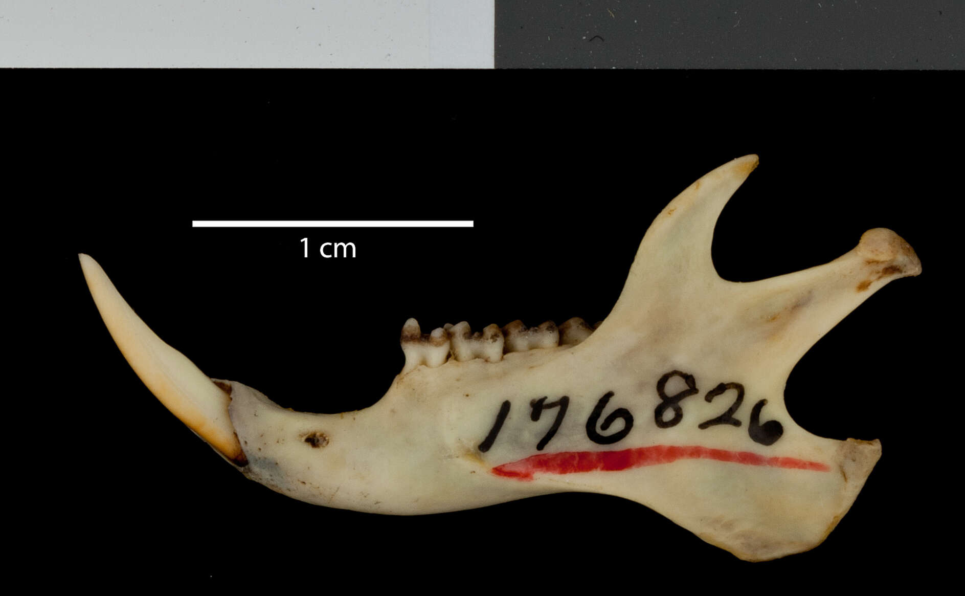 Callospermophilus lateralis castanurus (Merriam 1890) resmi