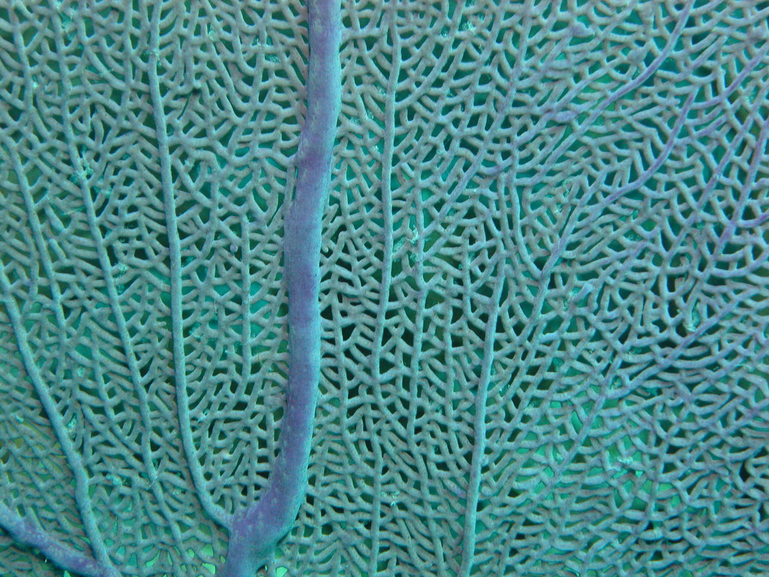 Image of Caribbean sea fan