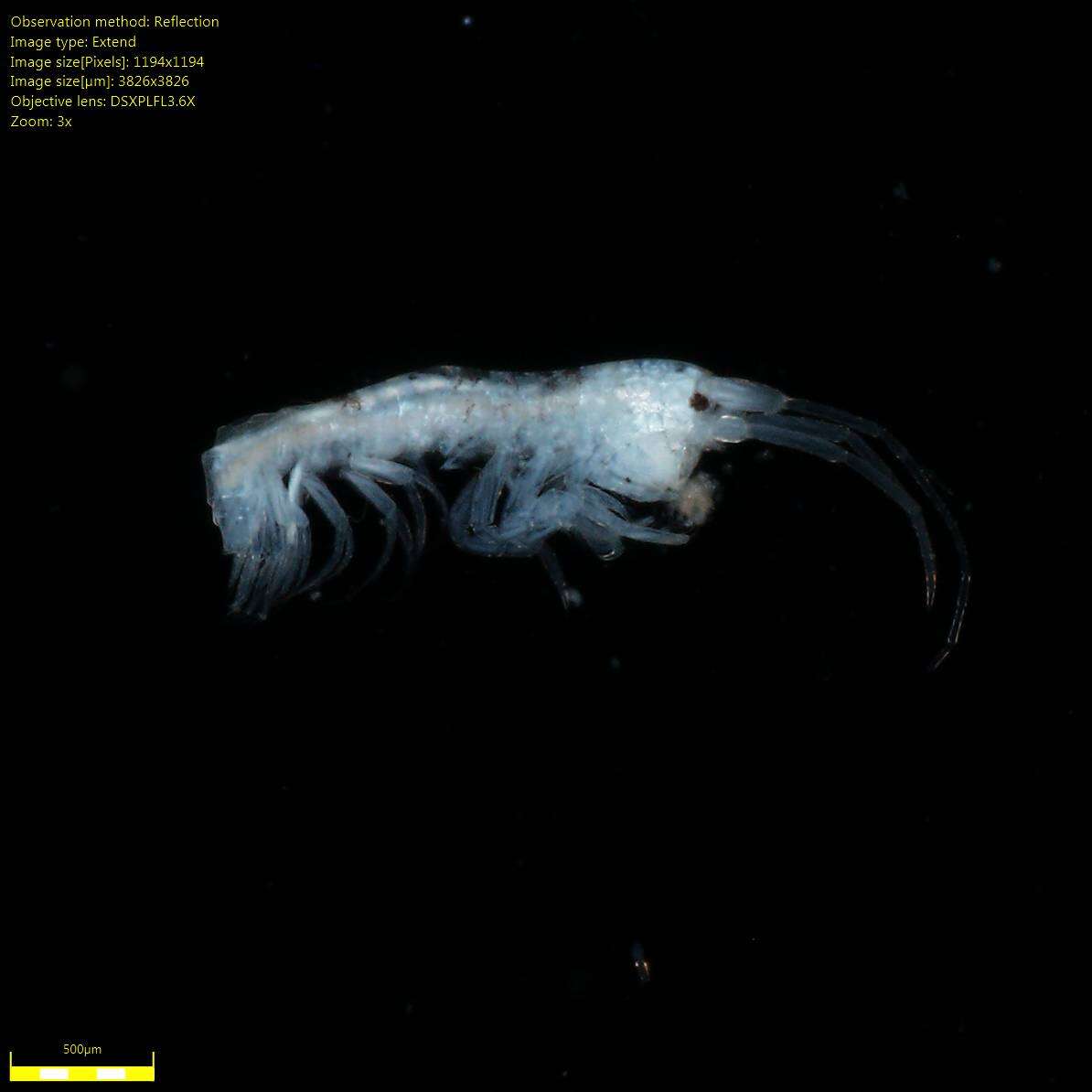 Image of Amphipoda