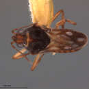 Image of Microvelia portoricensis Drake 1951