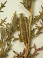 Image of crownleaf evening primrose