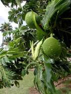 Image of Breadfruit Tree