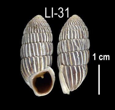 Image of Cerion melanostomum Clench 1934