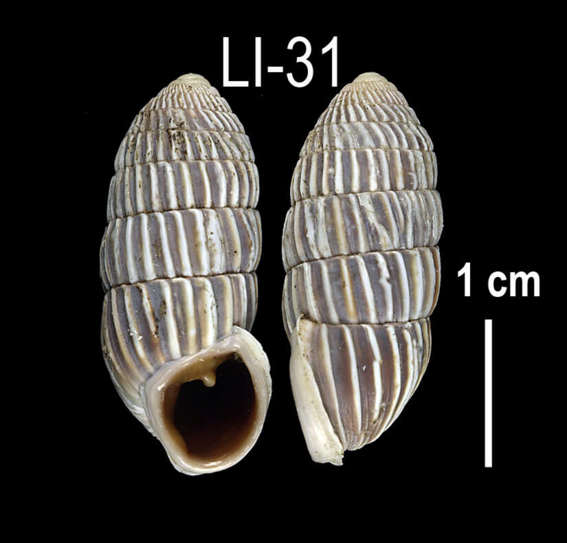 Image of Cerion melanostomum Clench 1934