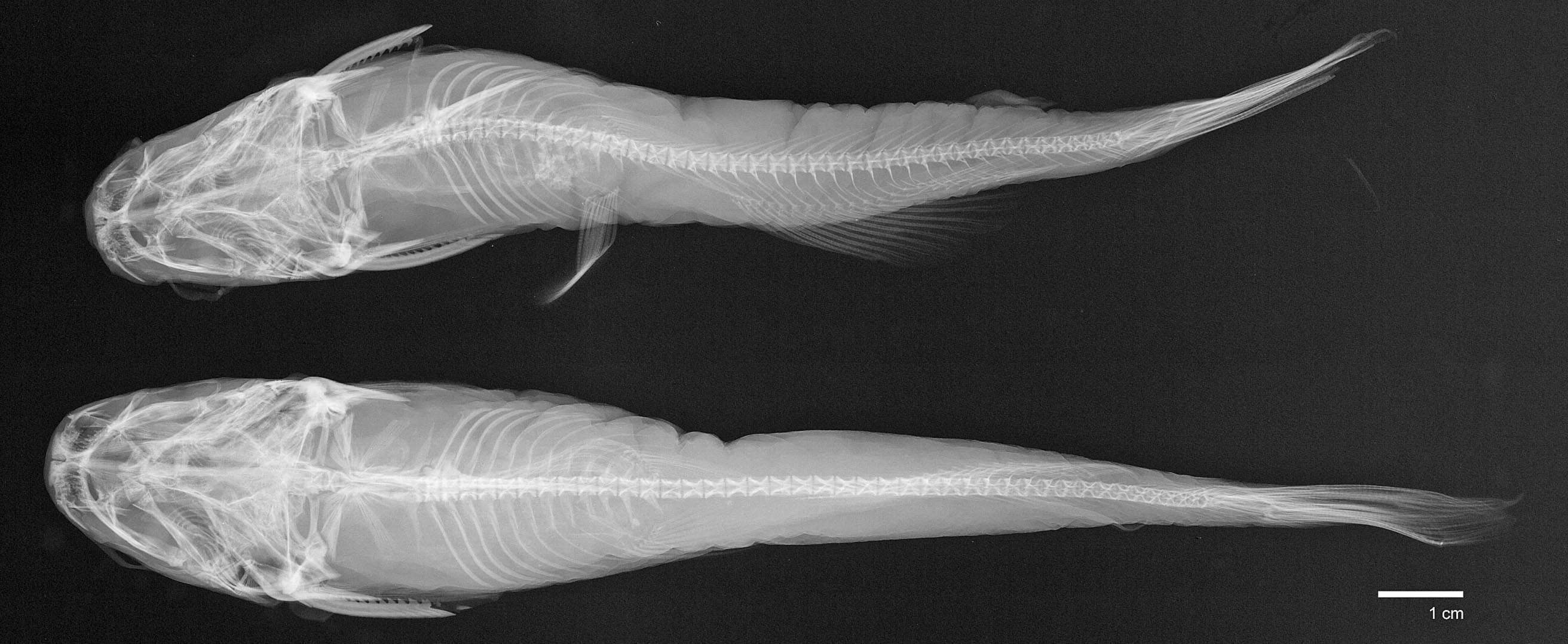 Image of Pimelodus vulpes Girard