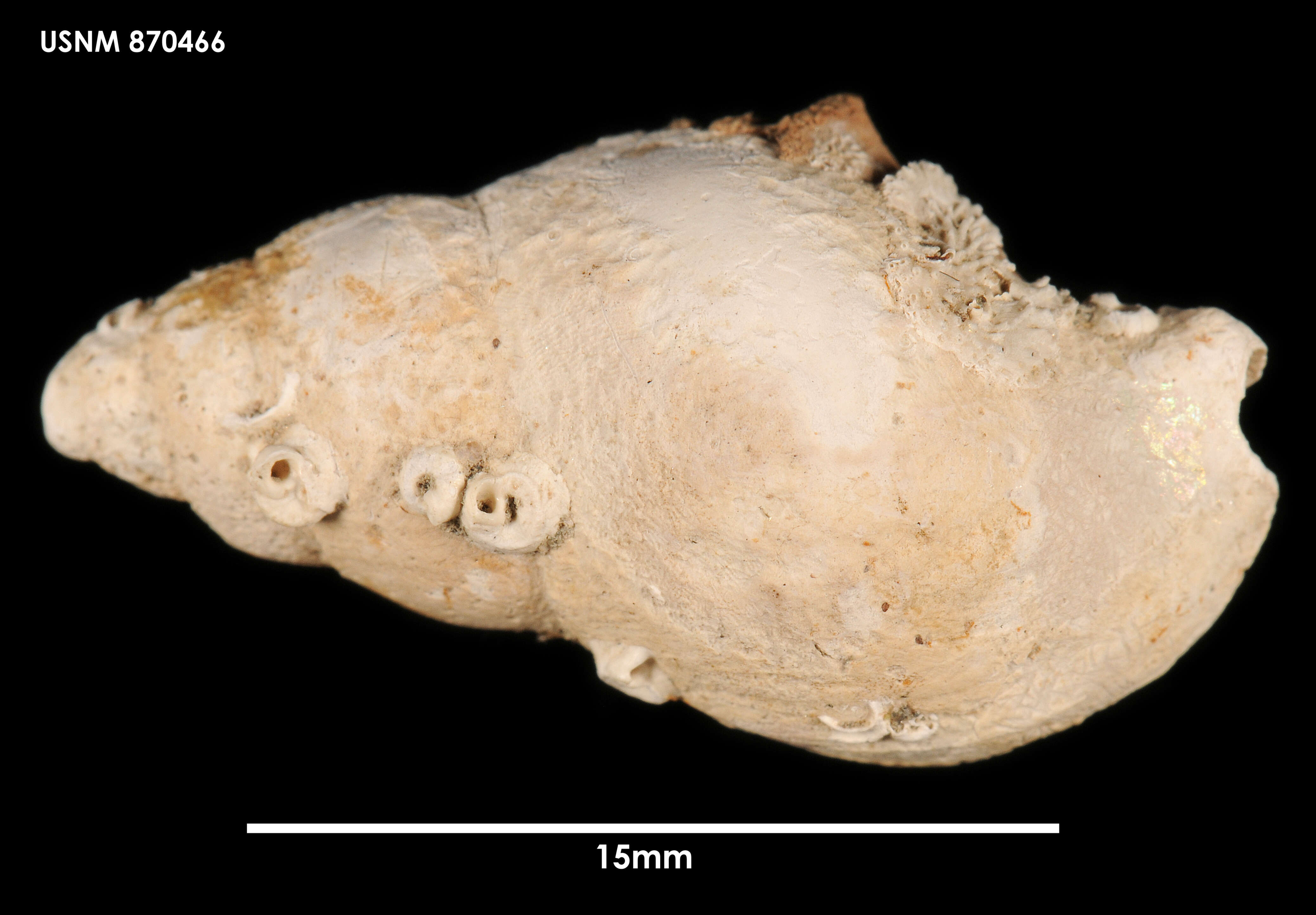 Sivun Pareuthria plumbea (Philippi 1844) kuva