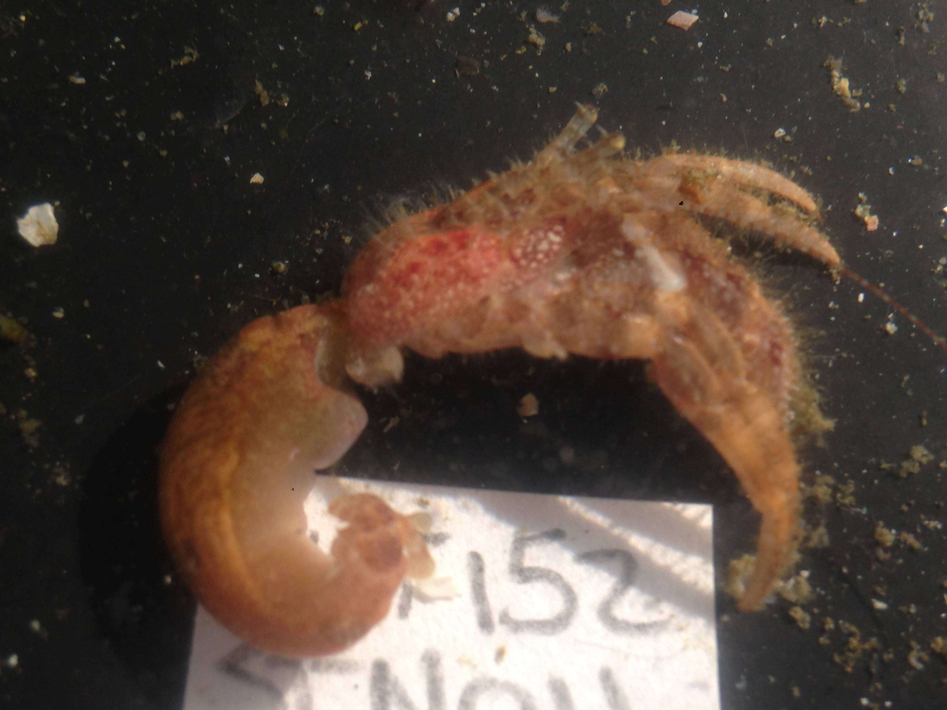 Image of bluespine hermit crab
