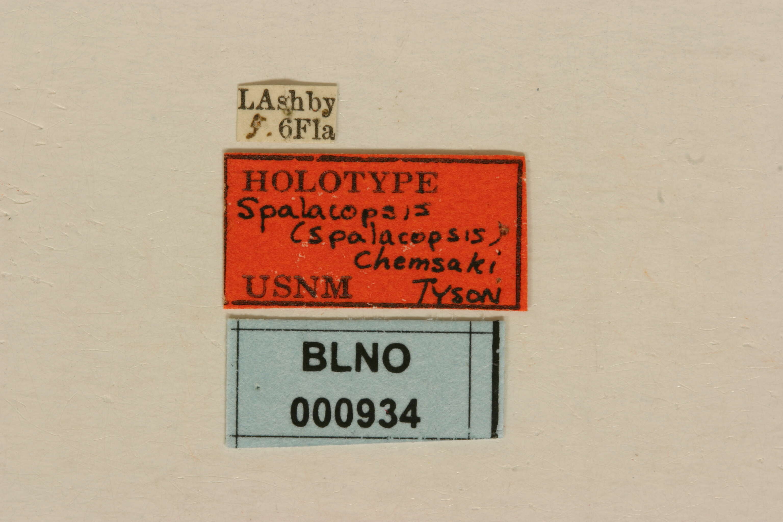 Image of Spalacopsis chemsaki Tyson 1973
