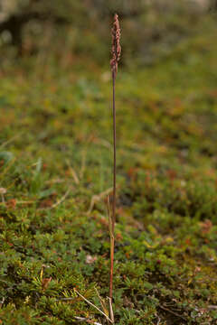 Imagem de Arctagrostis