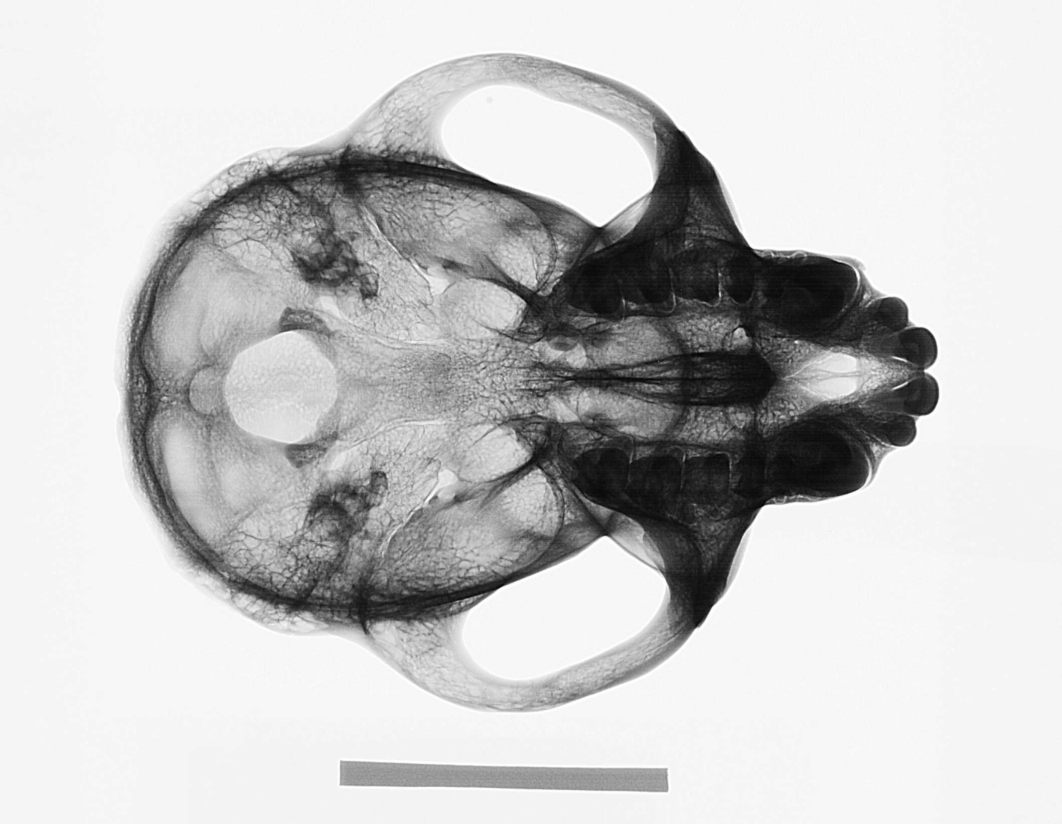 Image of Macaca fascicularis atriceps Kloss 1919