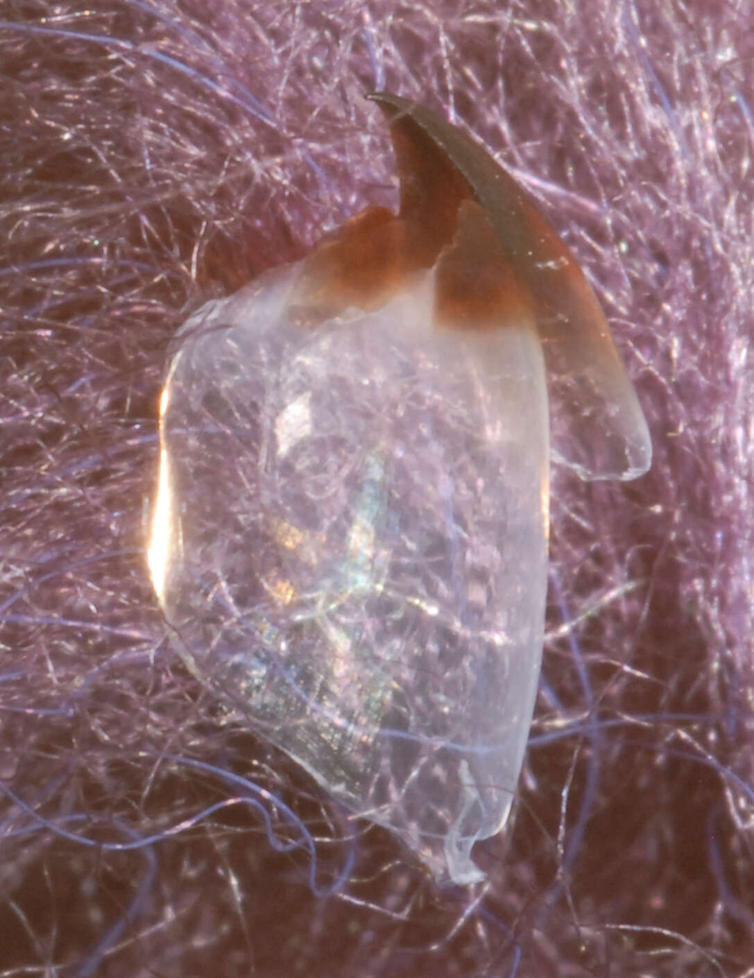 Image of Wonderful firefly squid