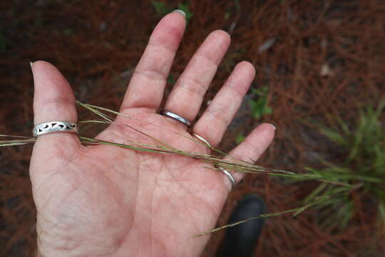 Imagem de Schizachyrium scoparium (Michx.) Nash