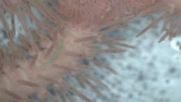 Image of Ophiacantha metallacta H. L. Clark 1915