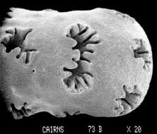 Image of Stylaster robustus (Cairns 1983)