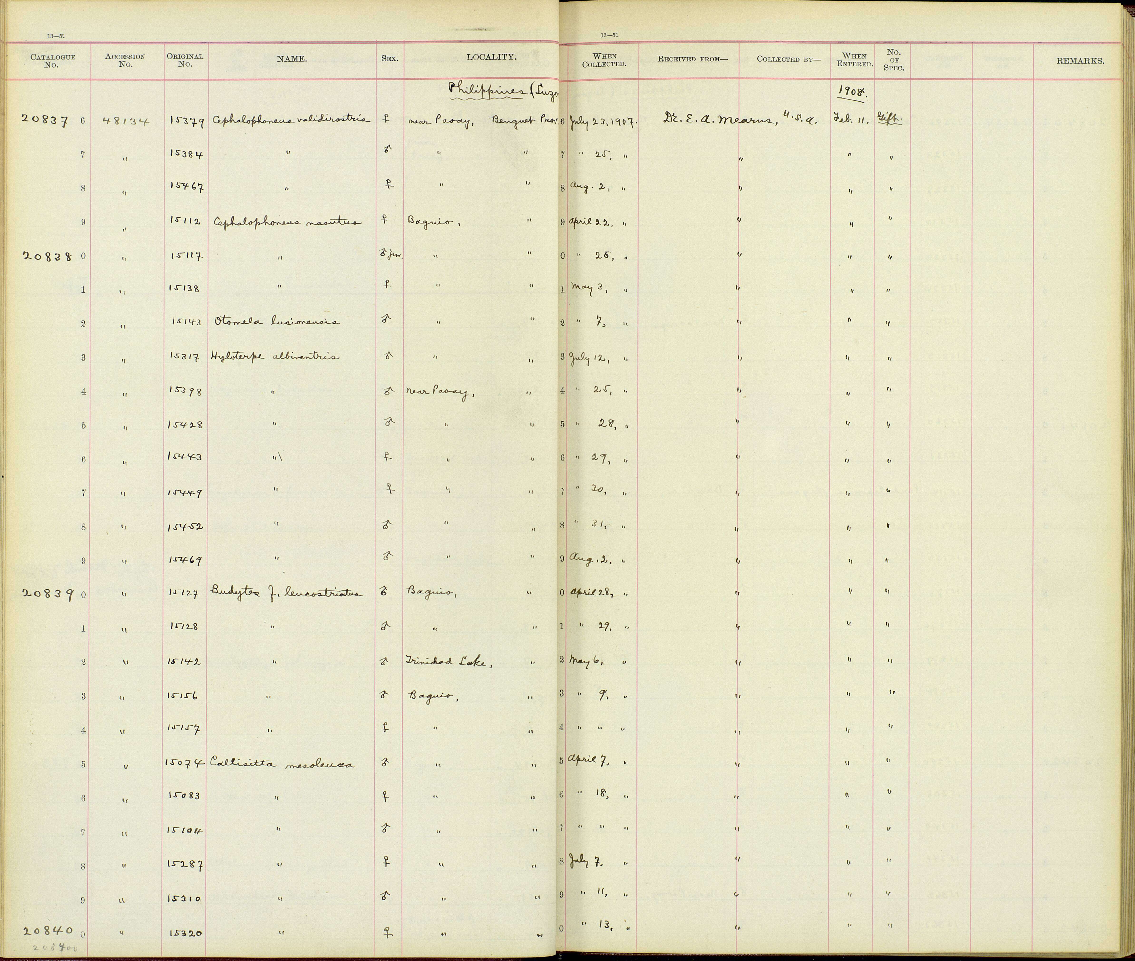 Image of Lanius validirostris validirostris Ogilvie-Grant 1894