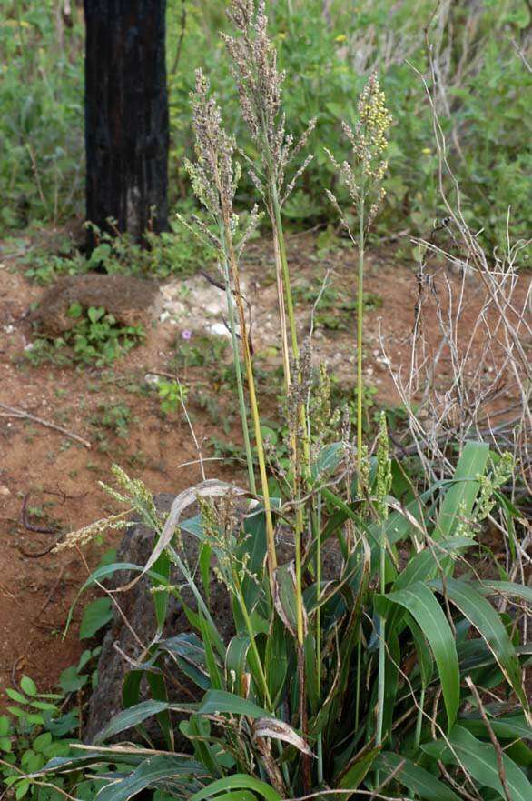 Image of sorghum