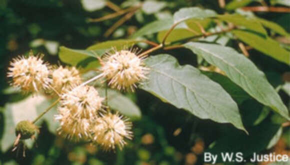 Image of common buttonbush