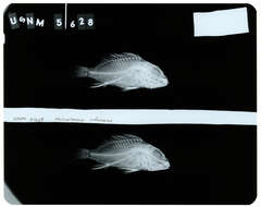 Слика од Neomerinthe rufescens (Gilbert 1905)