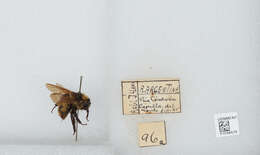 Image of Bombus opifex Smith 1879