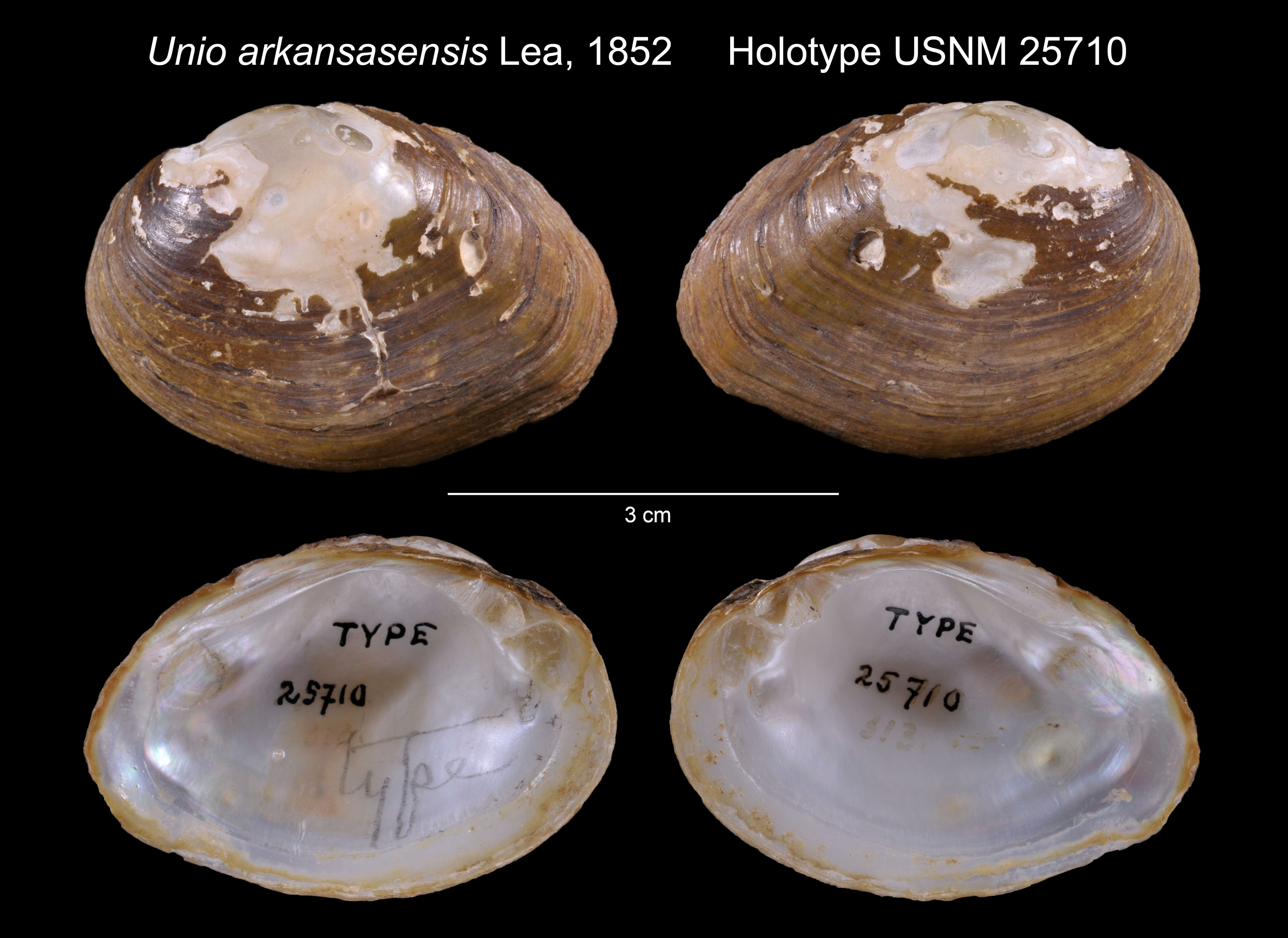 Imagem de Unio arkansasensis I. Lea 1862